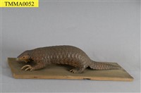 藏品(臺灣鯪鯉)的圖片